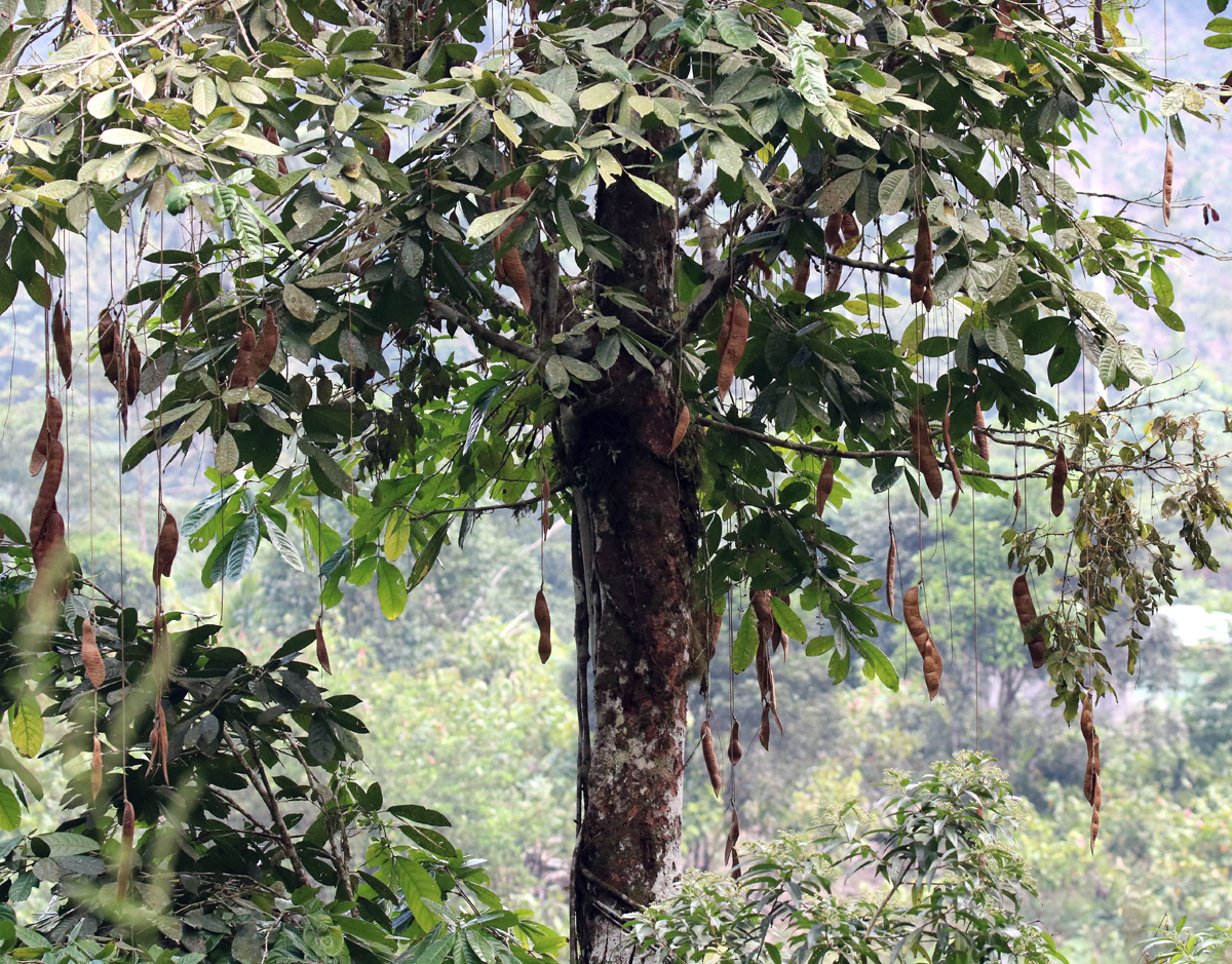 ¡Cuatro especies de árboles serán protegidos en la reserva Canandé!